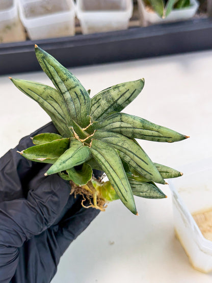 Sansevieria Melon (ca1) (11) | Rare Hybrids