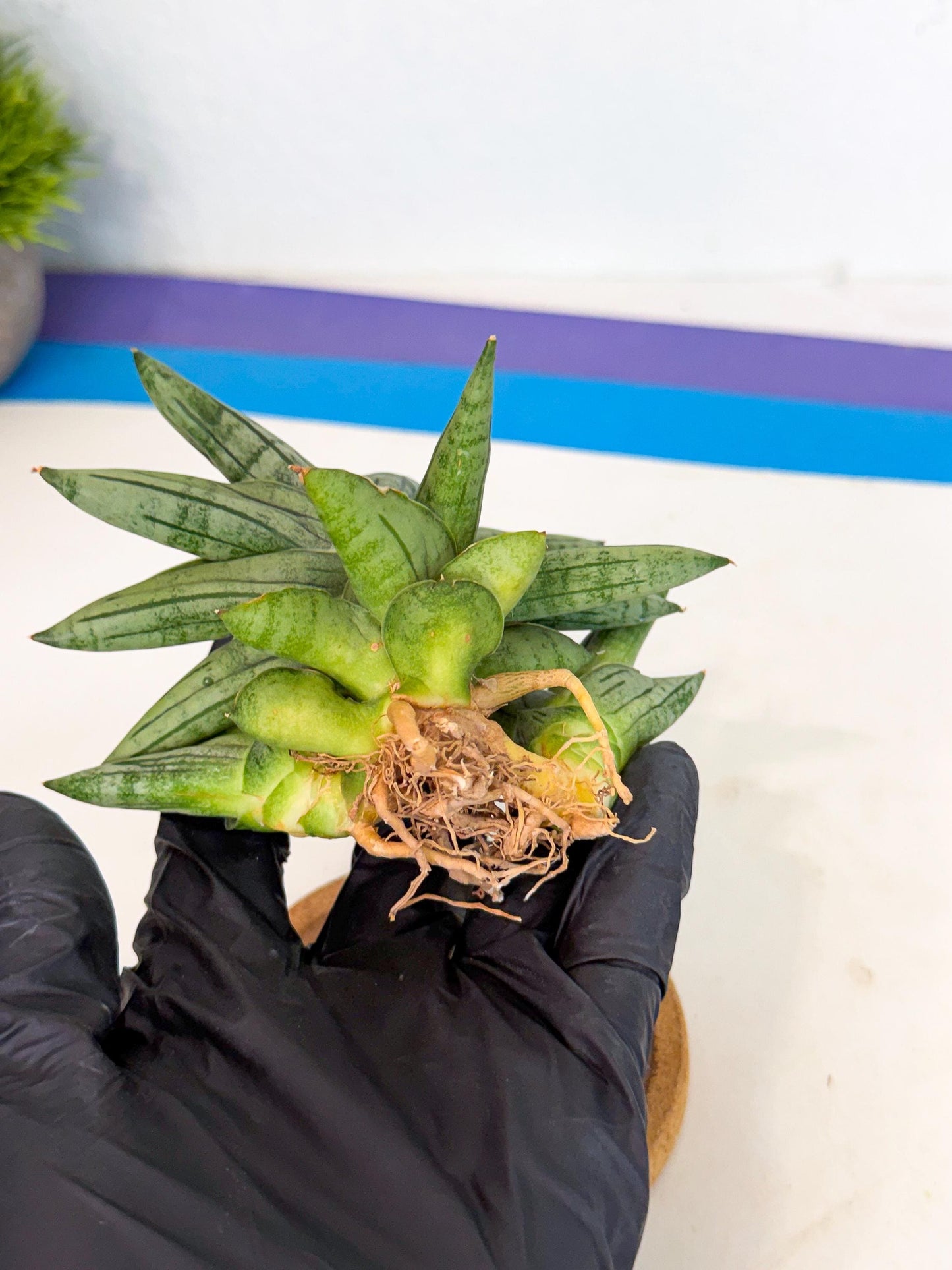 Sansevieria Melon (ca1) (11) | Rare Hybrids