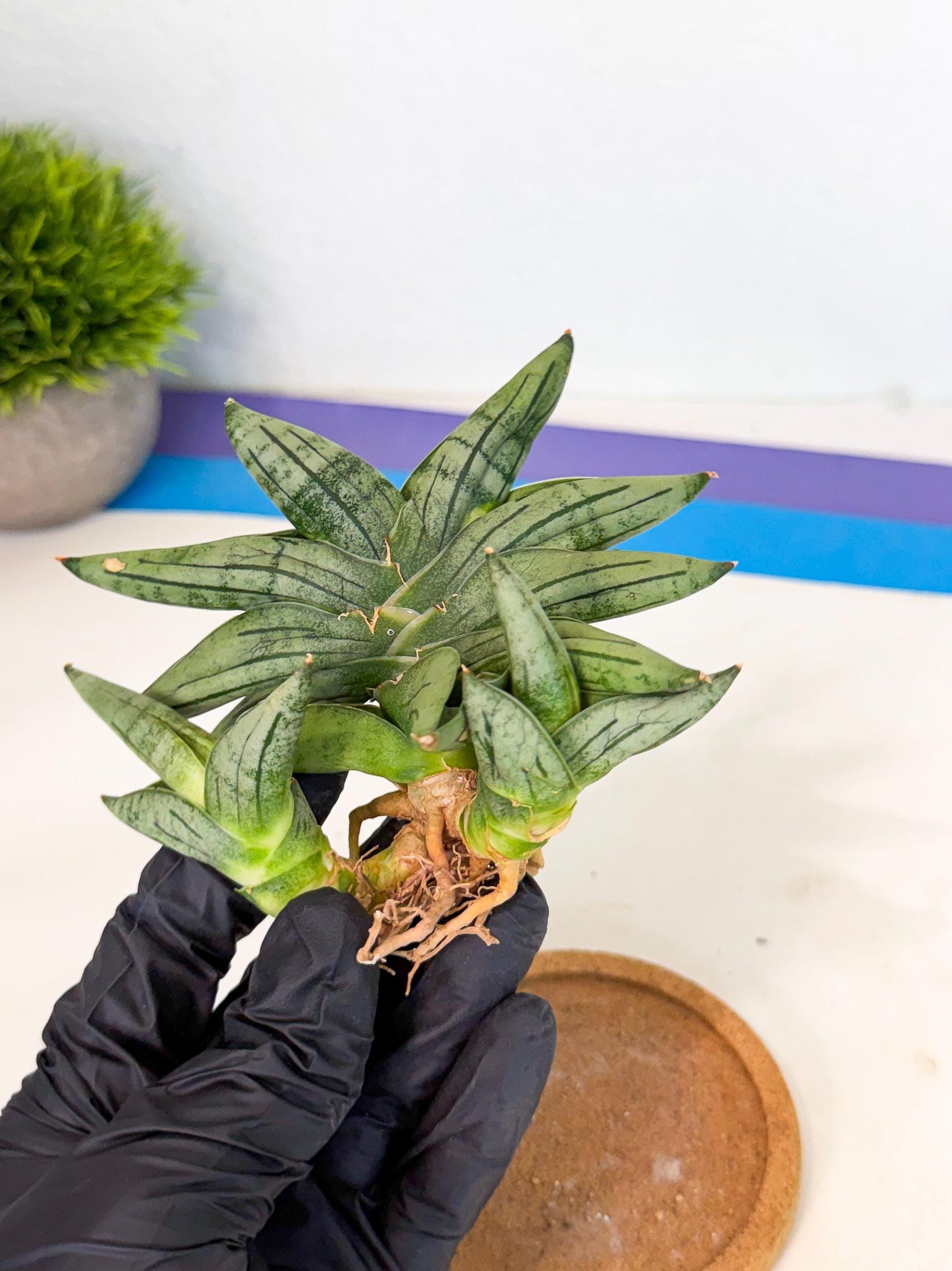 Sansevieria Melon (ca1) (11) | Rare Hybrids