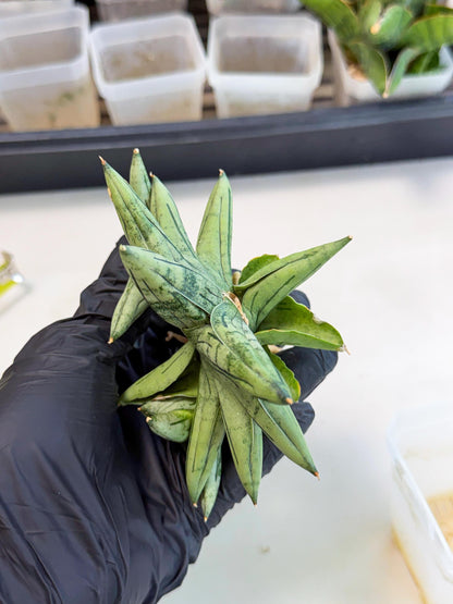 Sansevieria Melon (ca1) (11) | Rare Hybrids
