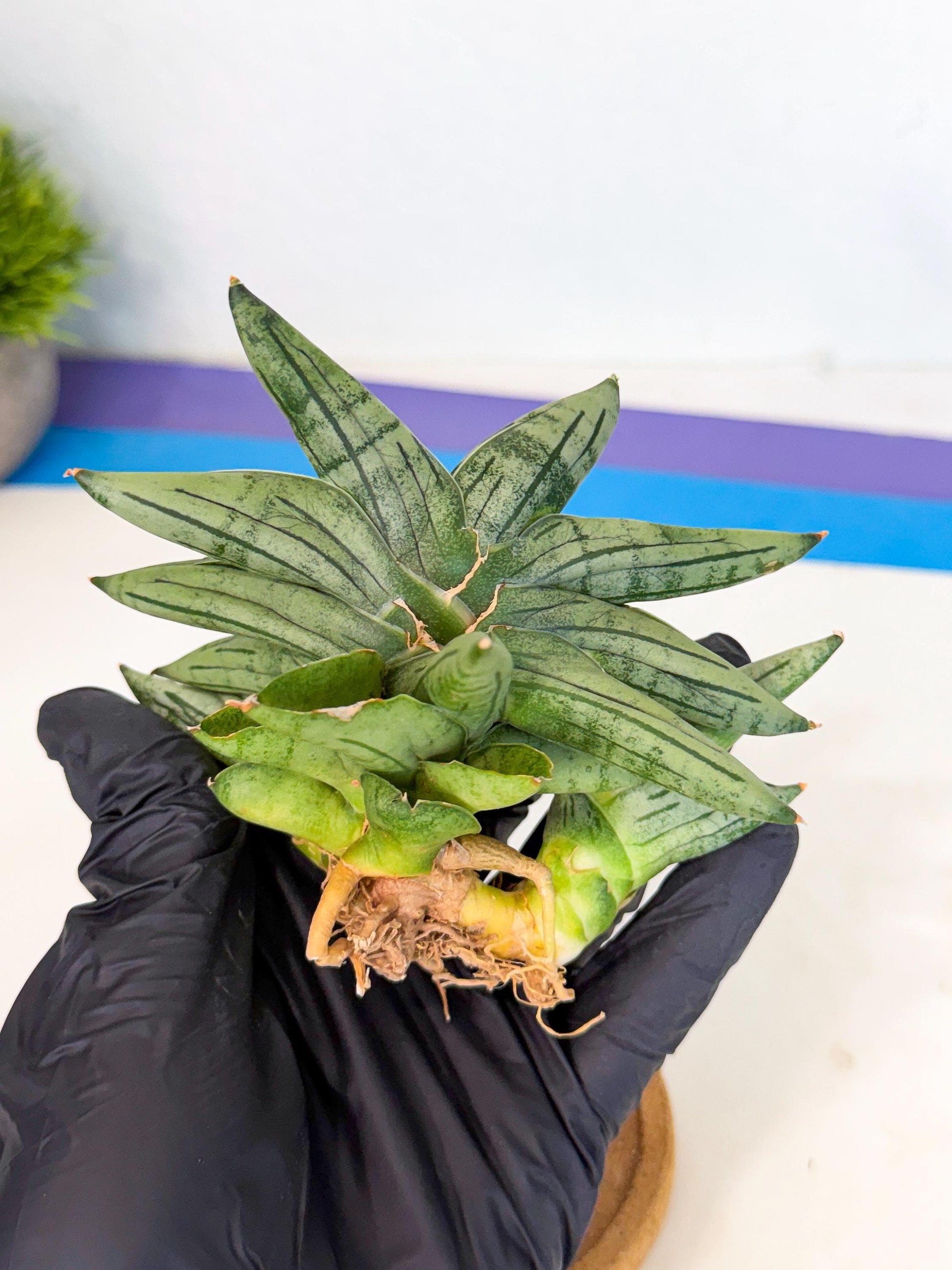 Sansevieria Melon (ca1) (11) | Rare Hybrids