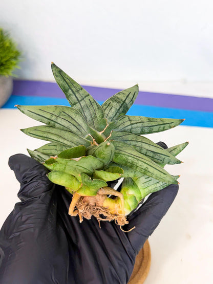 Sansevieria Melon (ca1) (11) | Rare Hybrids