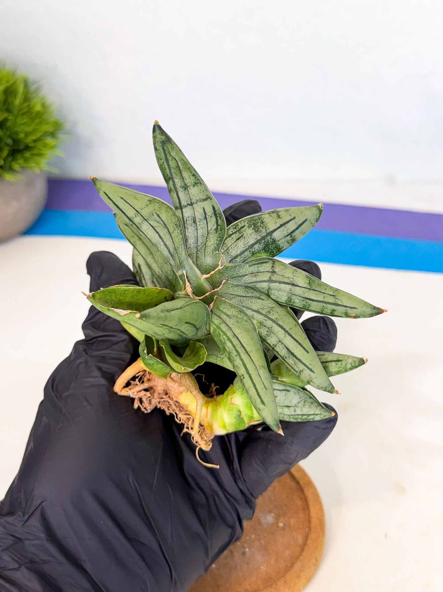 Sansevieria Melon (ca1) (11) | Rare Hybrids