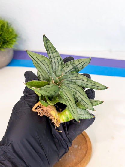 Sansevieria Melon (ca1) (11) | Rare Hybrids