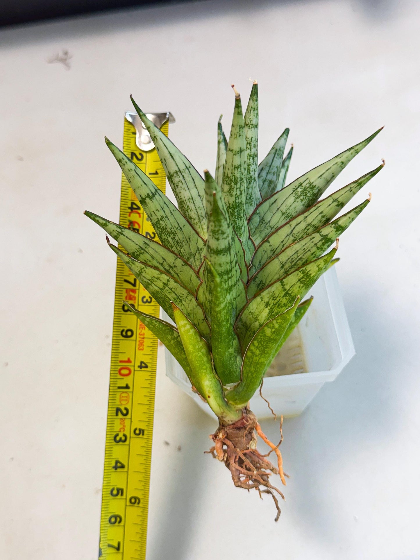 Sansevieria Peridot (ca1) (12) | Imported Sansevieria