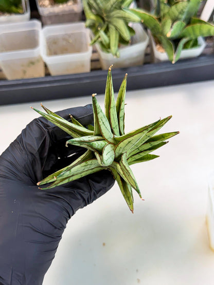 Sansevieria Peridot (ca1) (12) | Imported Sansevieria