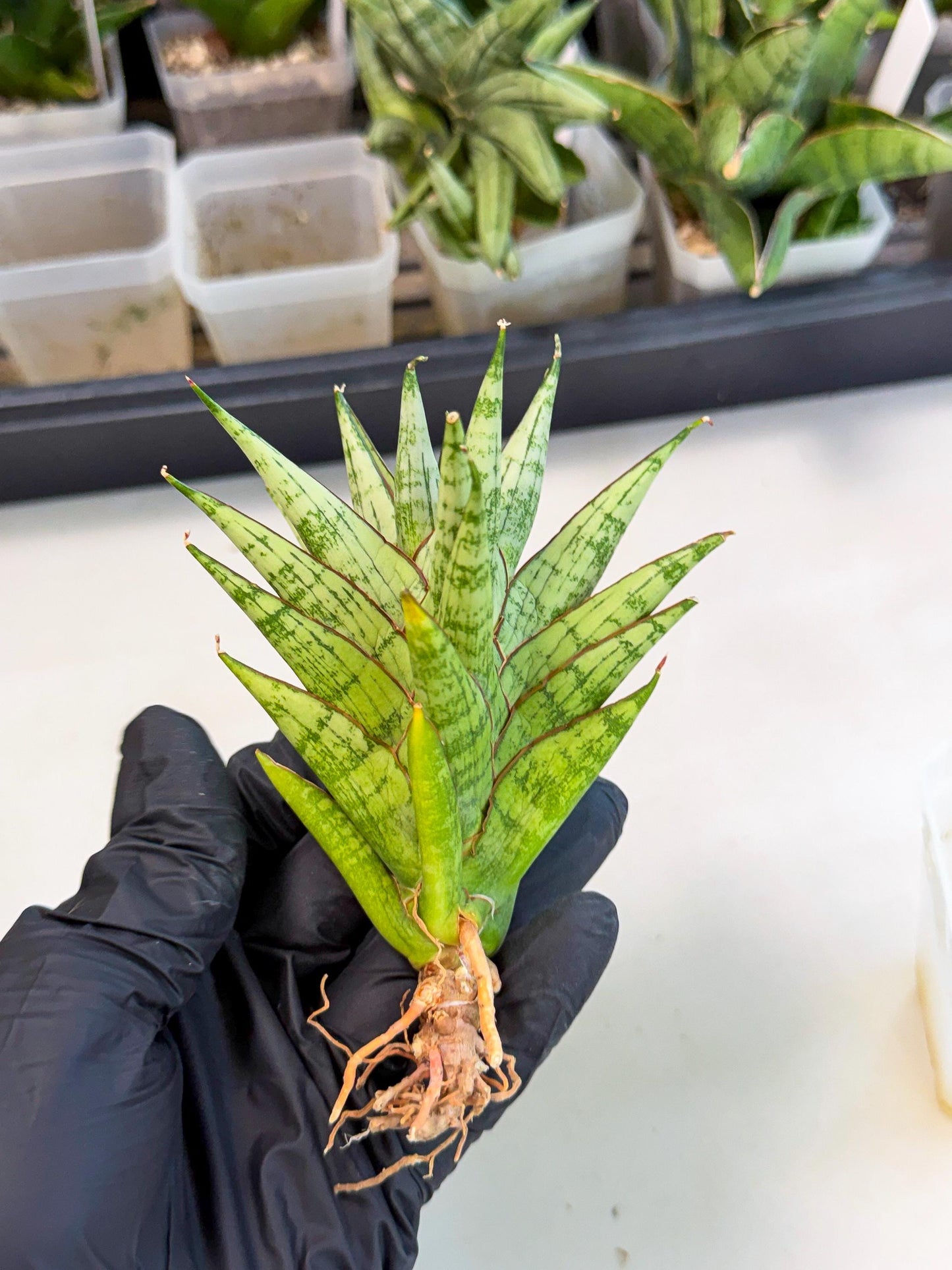 Sansevieria Peridot (ca1) (12) | Imported Sansevieria
