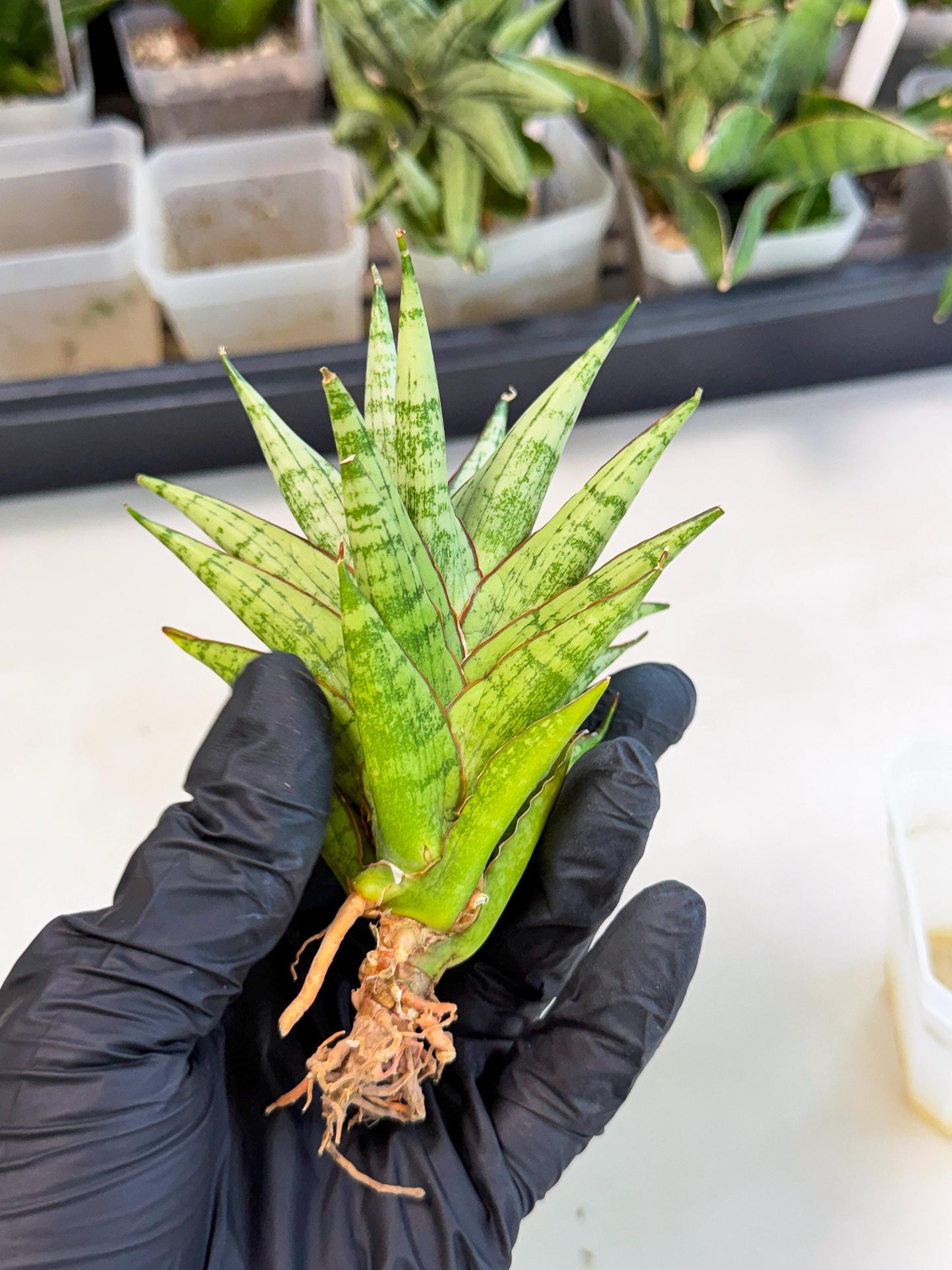 Sansevieria Peridot (ca1) (12) | Imported Sansevieria