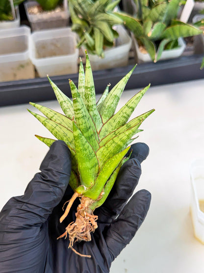 Sansevieria Peridot (ca1) (12) | Imported Sansevieria