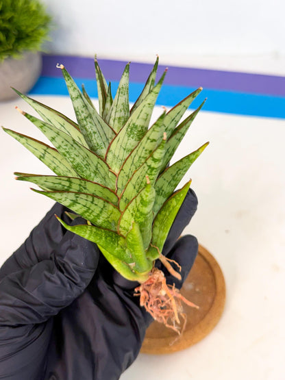 Sansevieria Peridot (ca1) (12) | Imported Sansevieria
