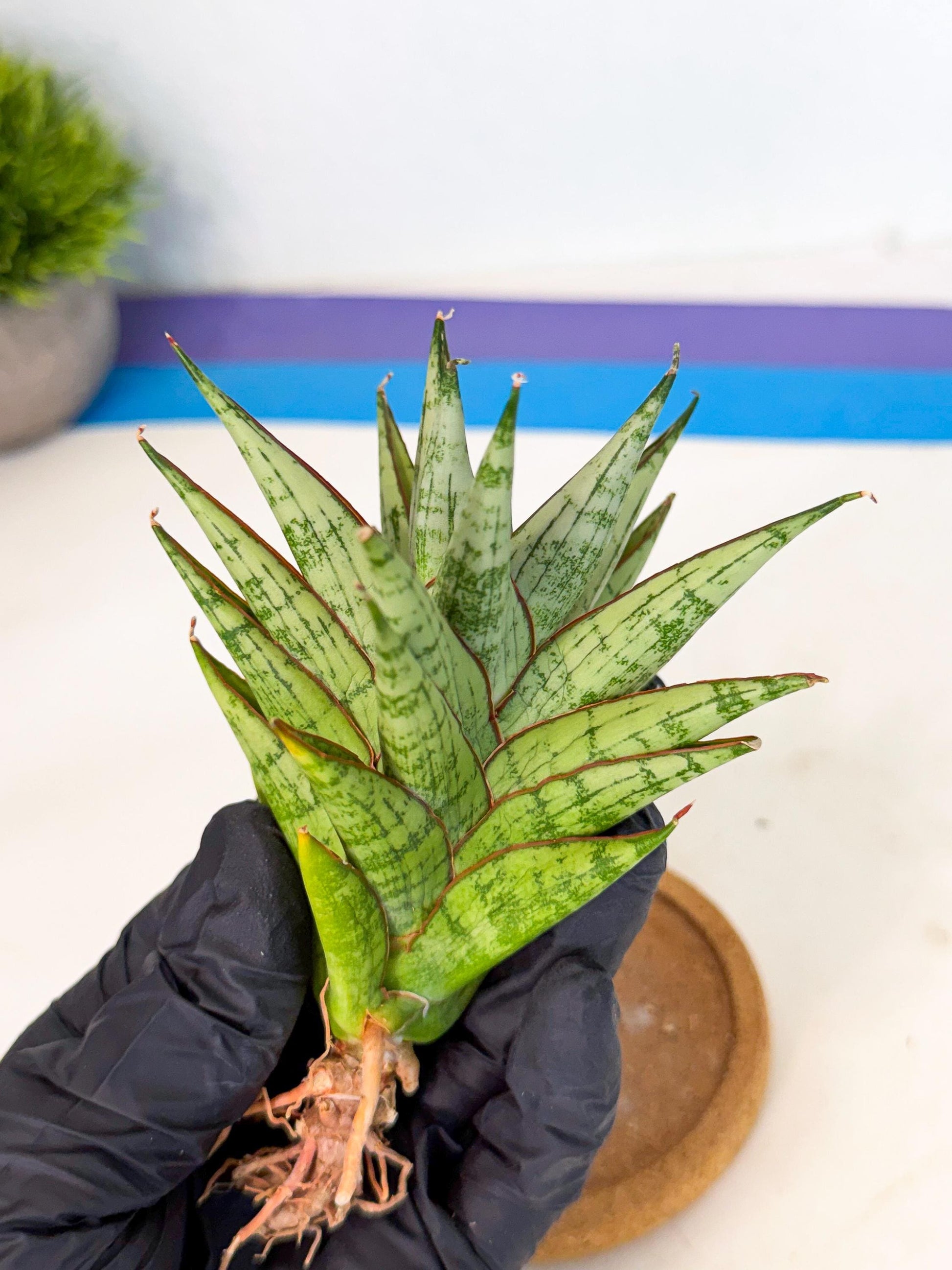 Sansevieria Peridot (ca1) (12) | Imported Sansevieria