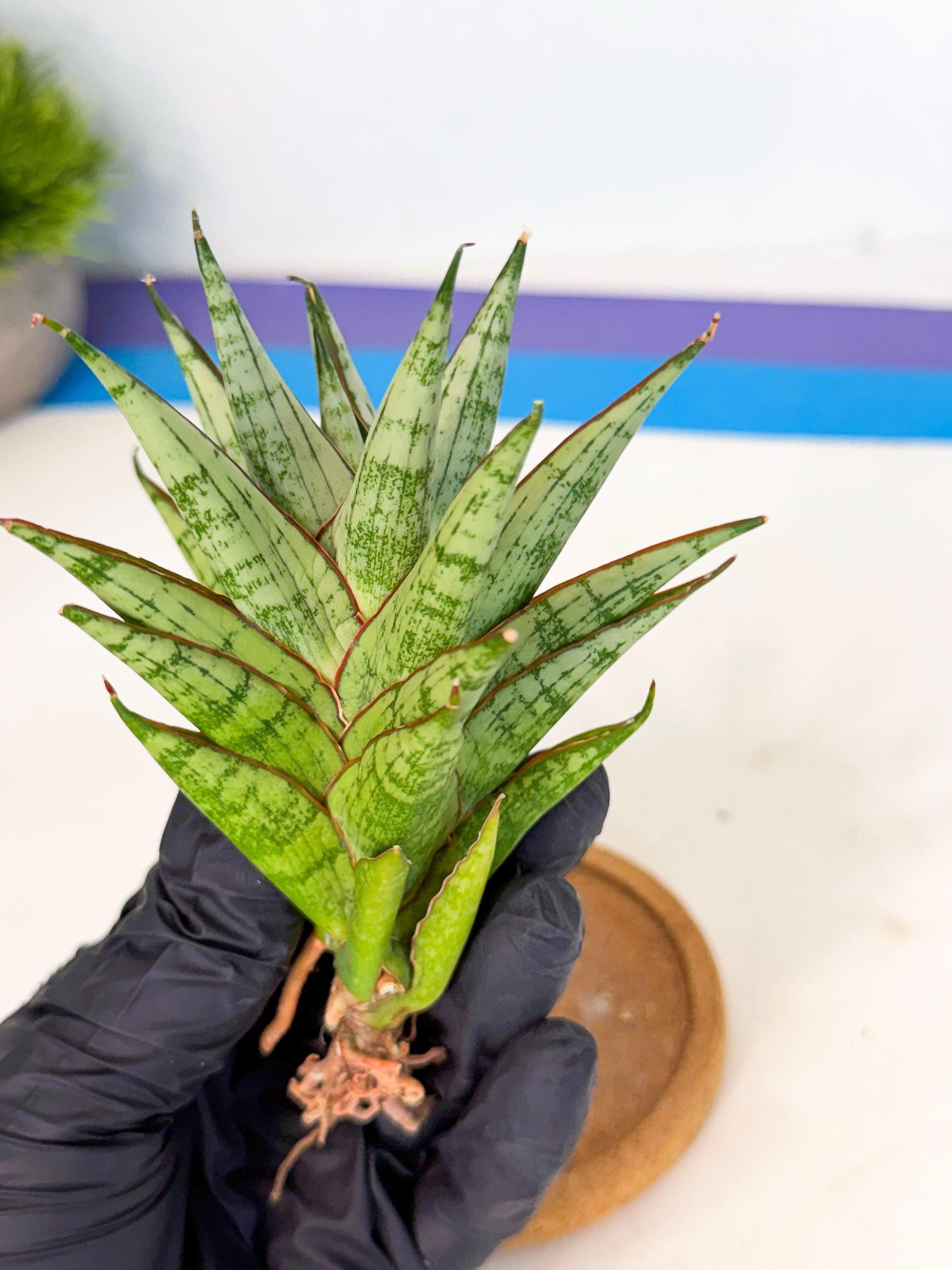 Sansevieria Peridot (ca1) (12) | Imported Sansevieria