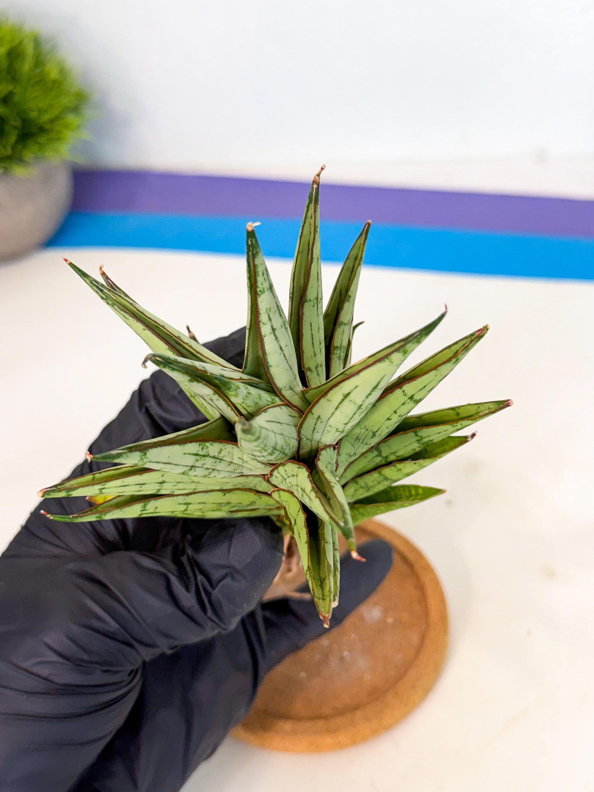 Sansevieria Peridot (ca1) (12) | Imported Sansevieria