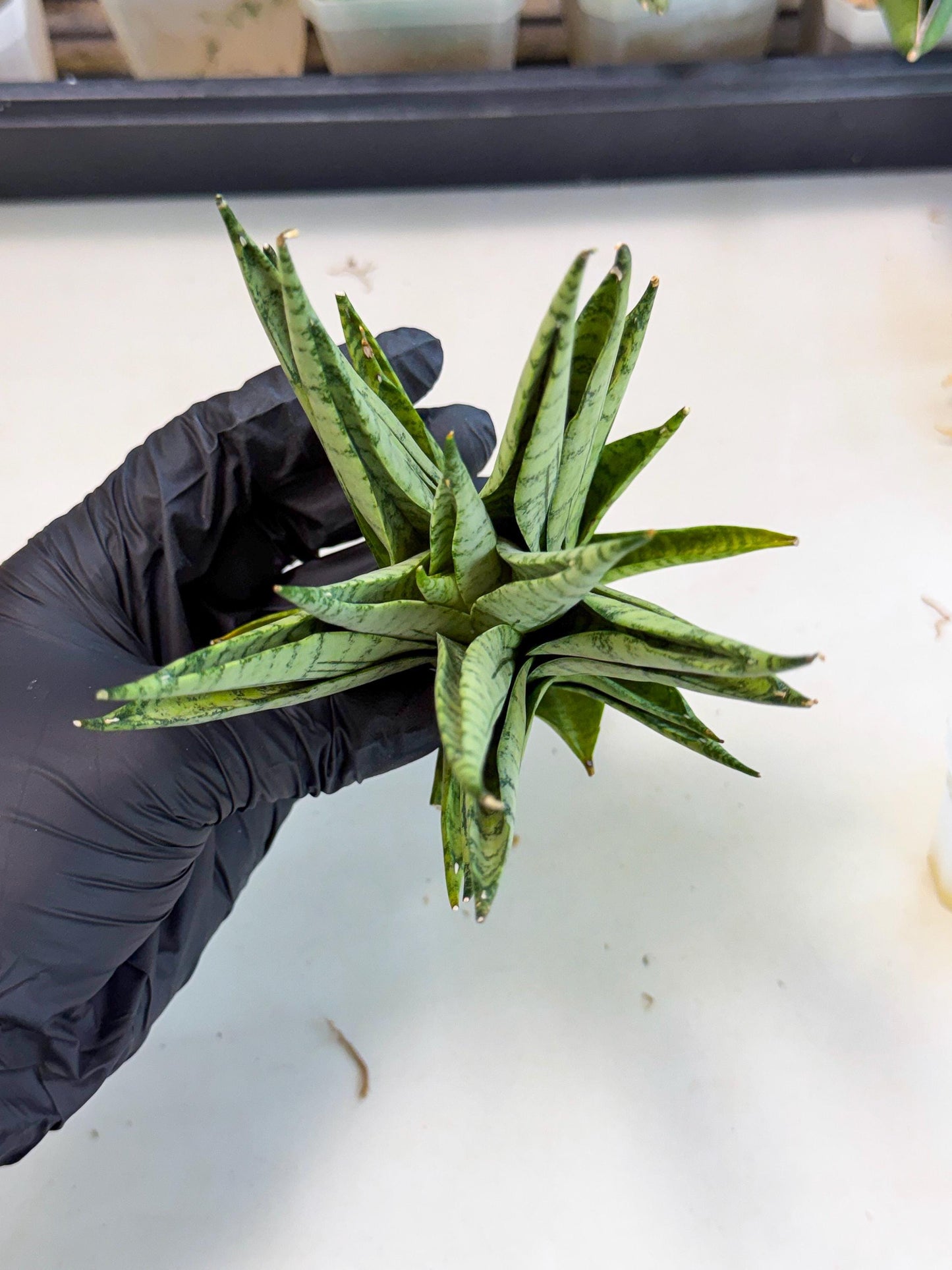 Sansevieria Himalayan (ca1) (13) | Imported Plants