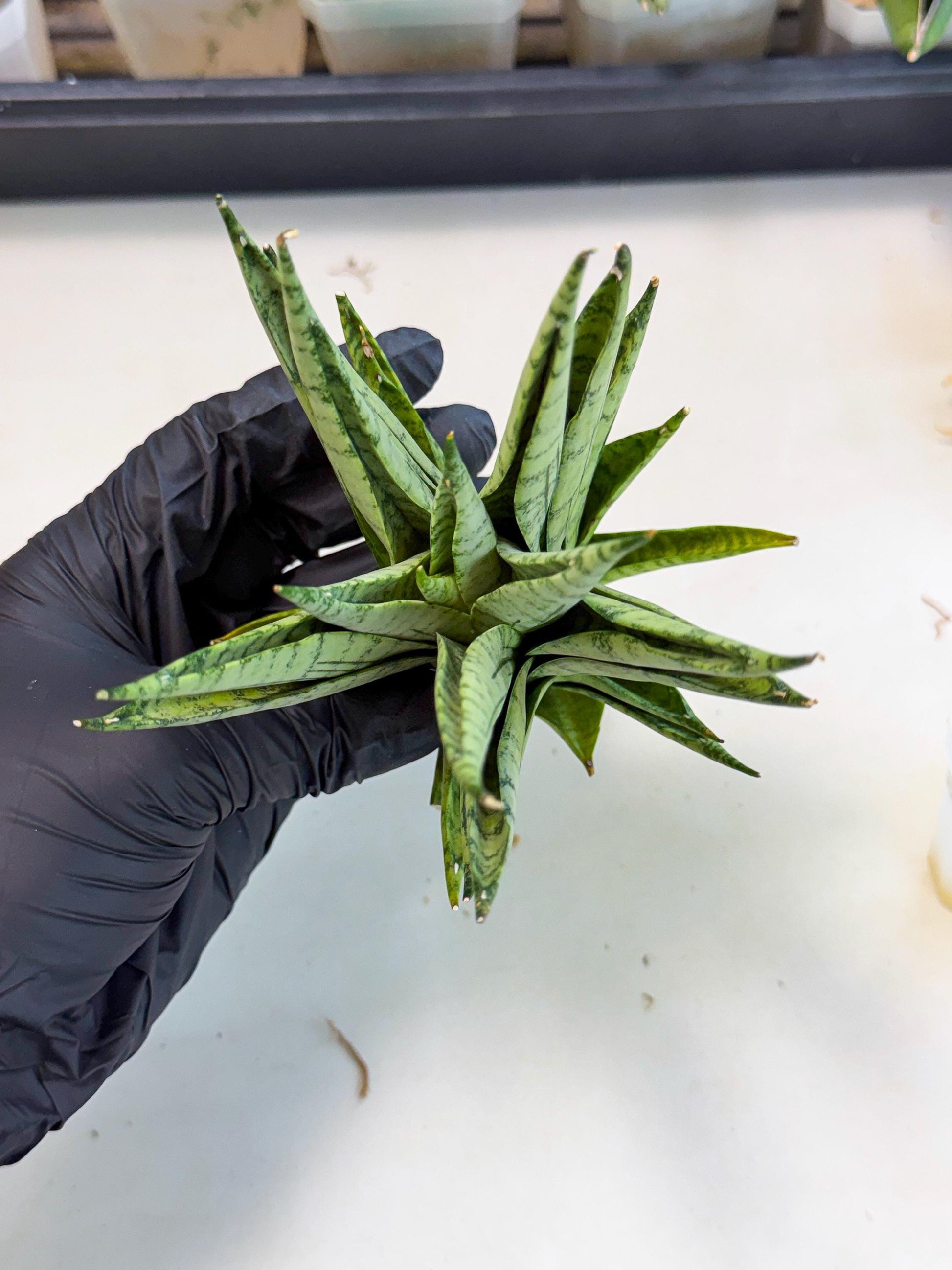 Sansevieria Himalayan (ca1) (13) | Imported Plants