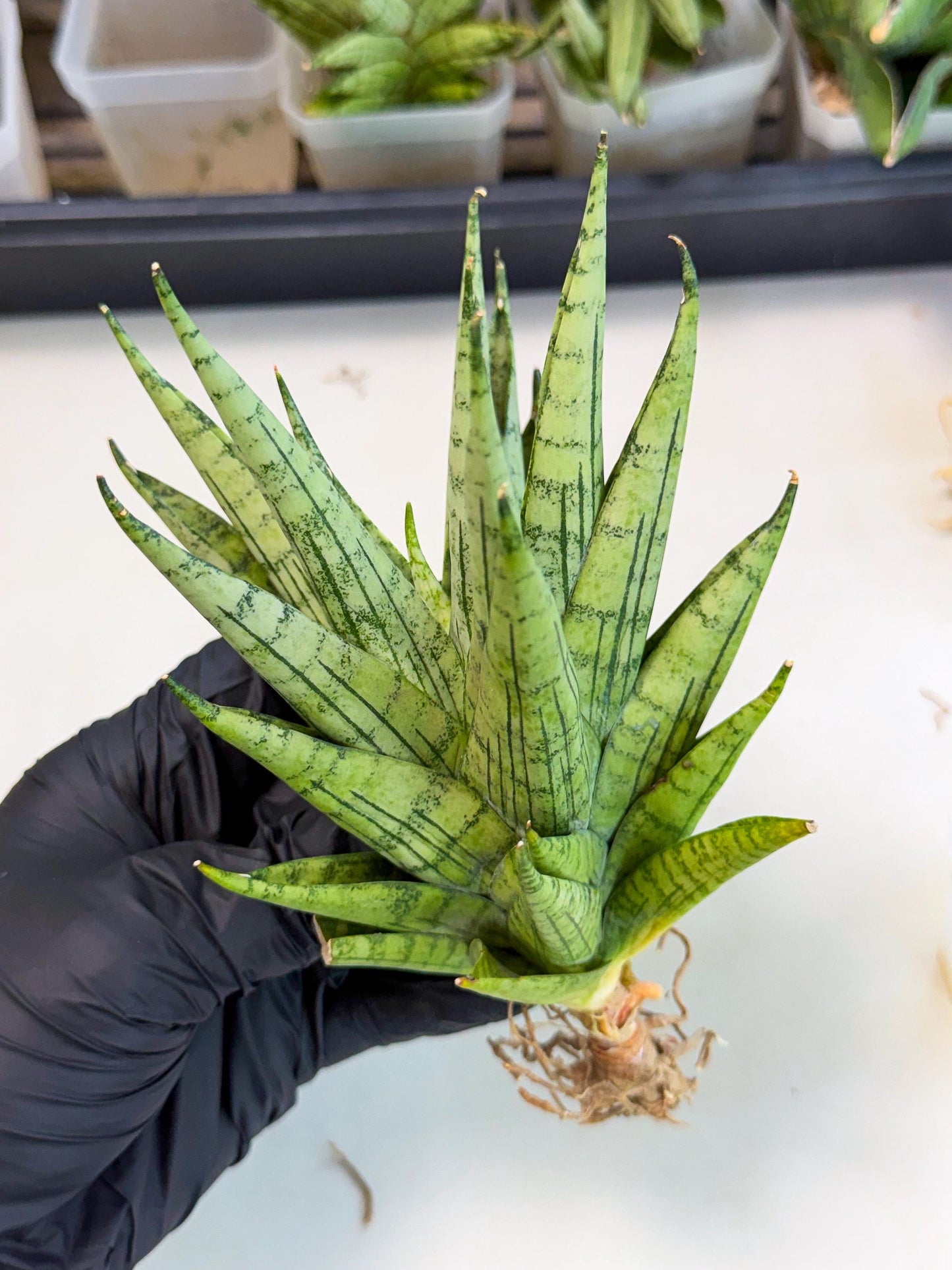 Sansevieria Himalayan (ca1) (13) | Imported Plants