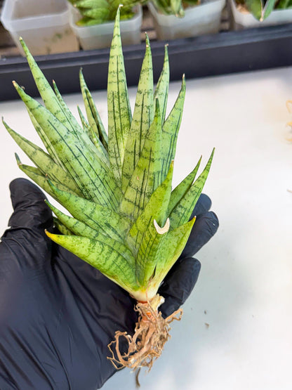 Sansevieria Himalayan (ca1) (13) | Imported Plants