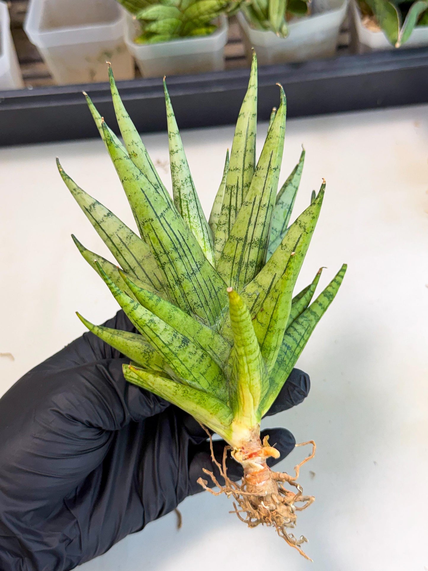 Sansevieria Himalayan (ca1) (13) | Imported Plants
