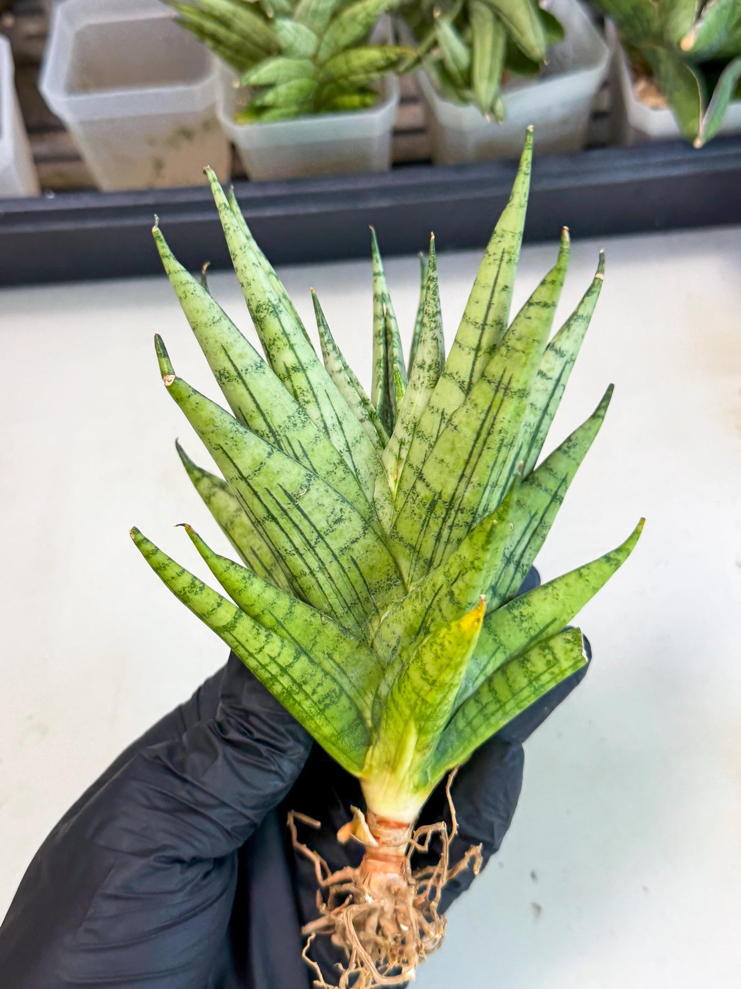 Sansevieria Himalayan (ca1) (13) | Imported Plants