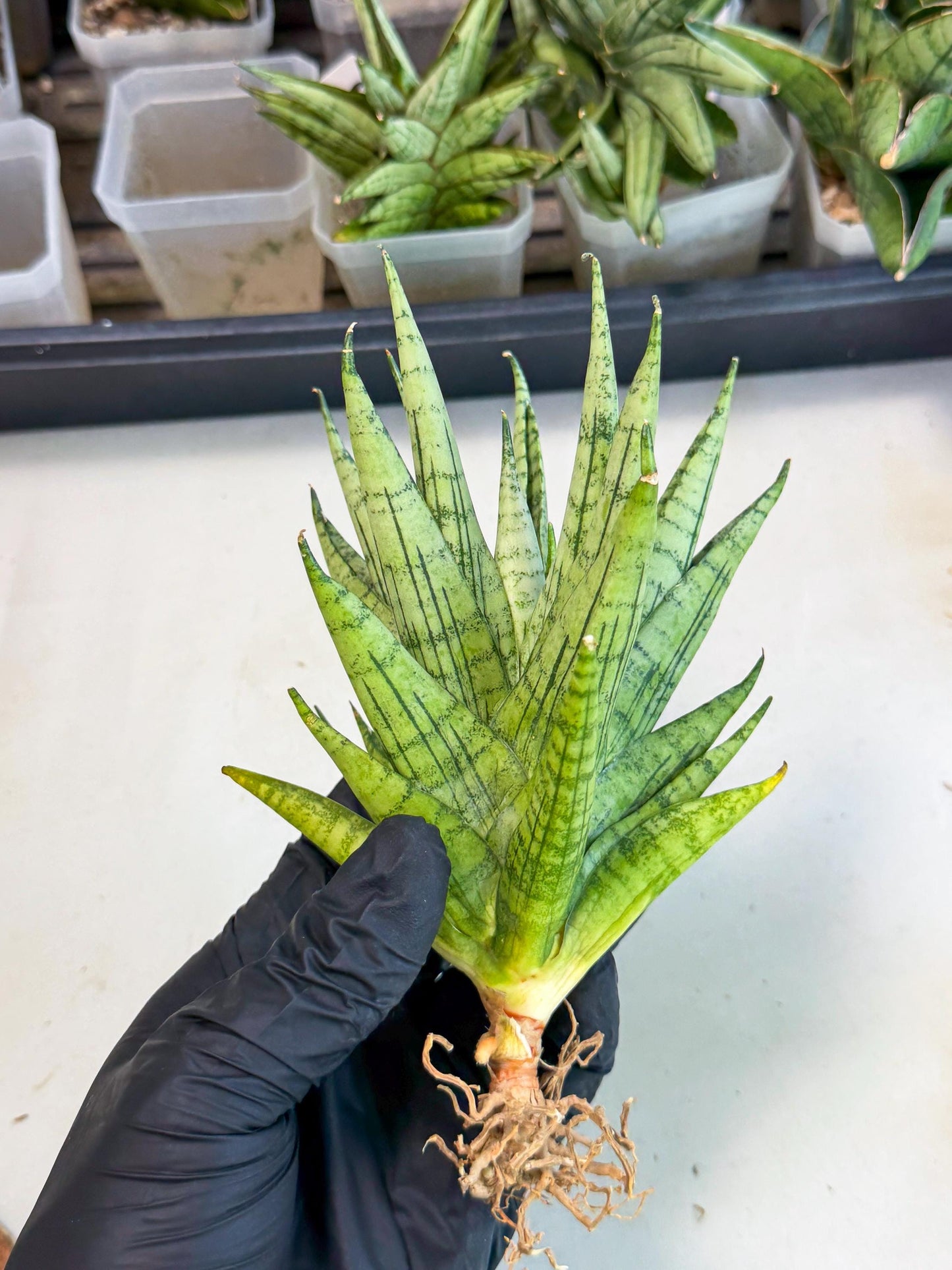 Sansevieria Himalayan (ca1) (13) | Imported Plants