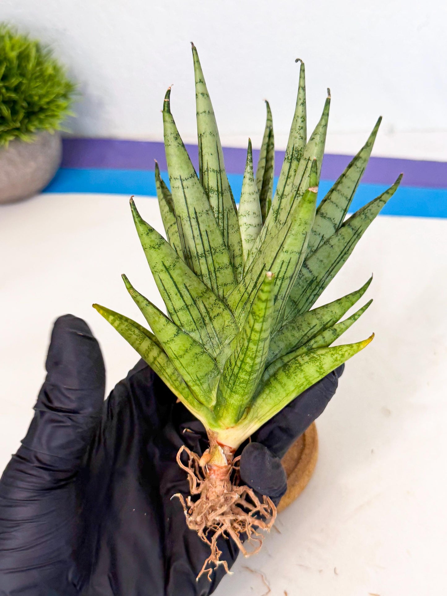 Sansevieria Himalayan (ca1) (13) | Imported Plants
