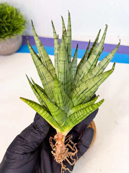 Sansevieria Himalayan (ca1) (13) | Imported Plants