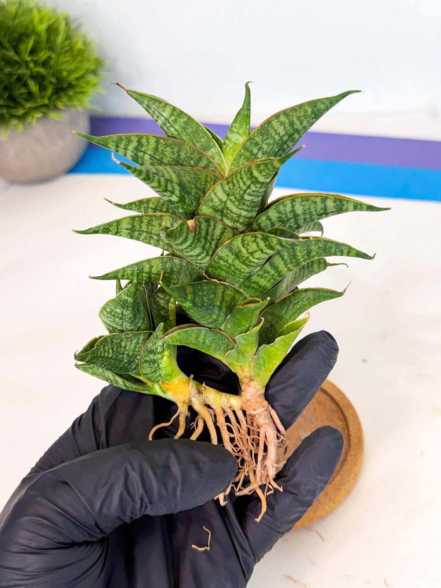 Sansevieria Sindoro (ca1) (14) | Imported House Plants