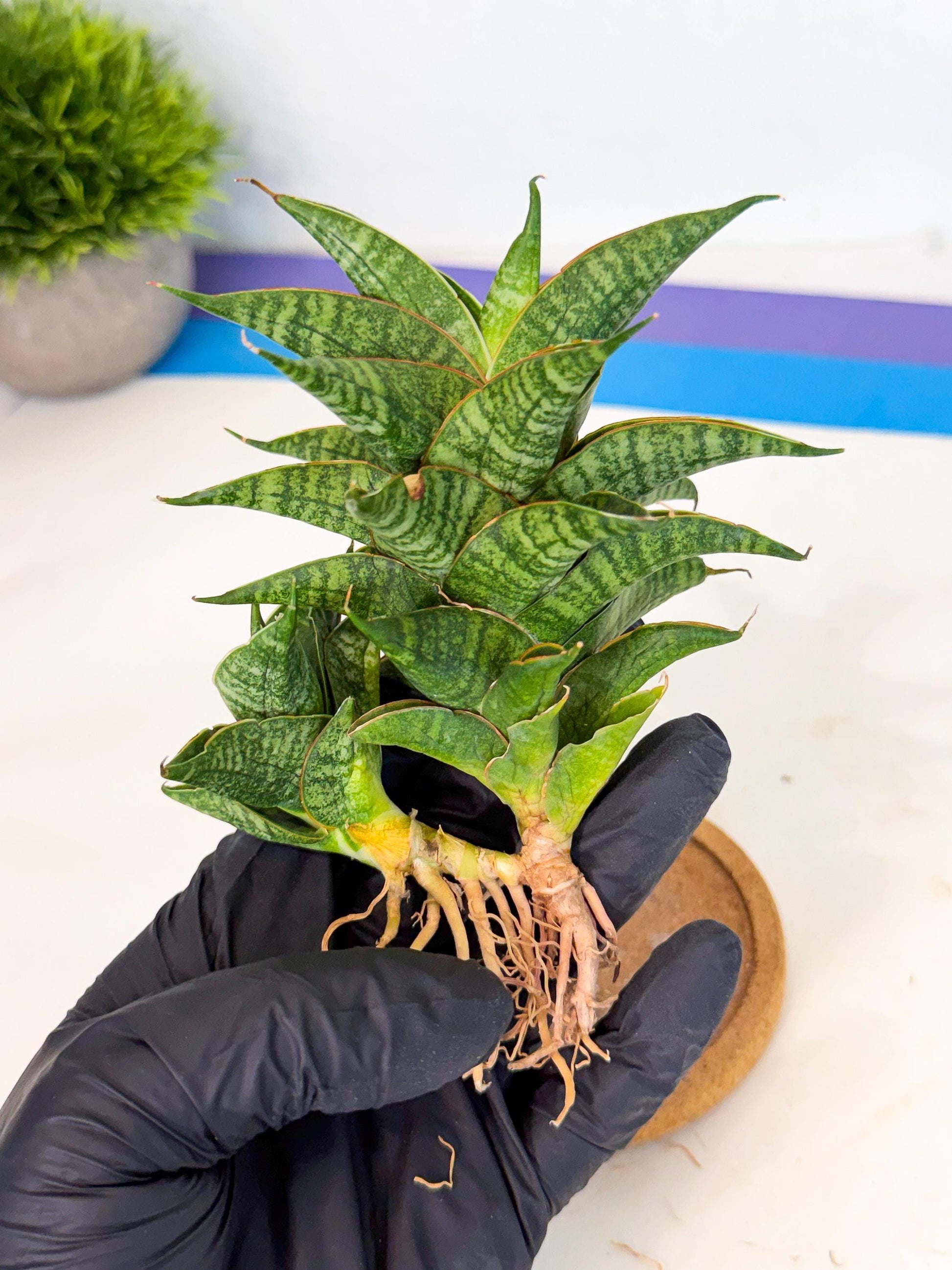 Sansevieria Sindoro (ca1) (14) | Imported House Plants