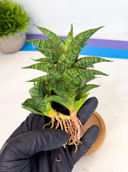 Sansevieria Sindoro (ca1) (14) | Imported House Plants