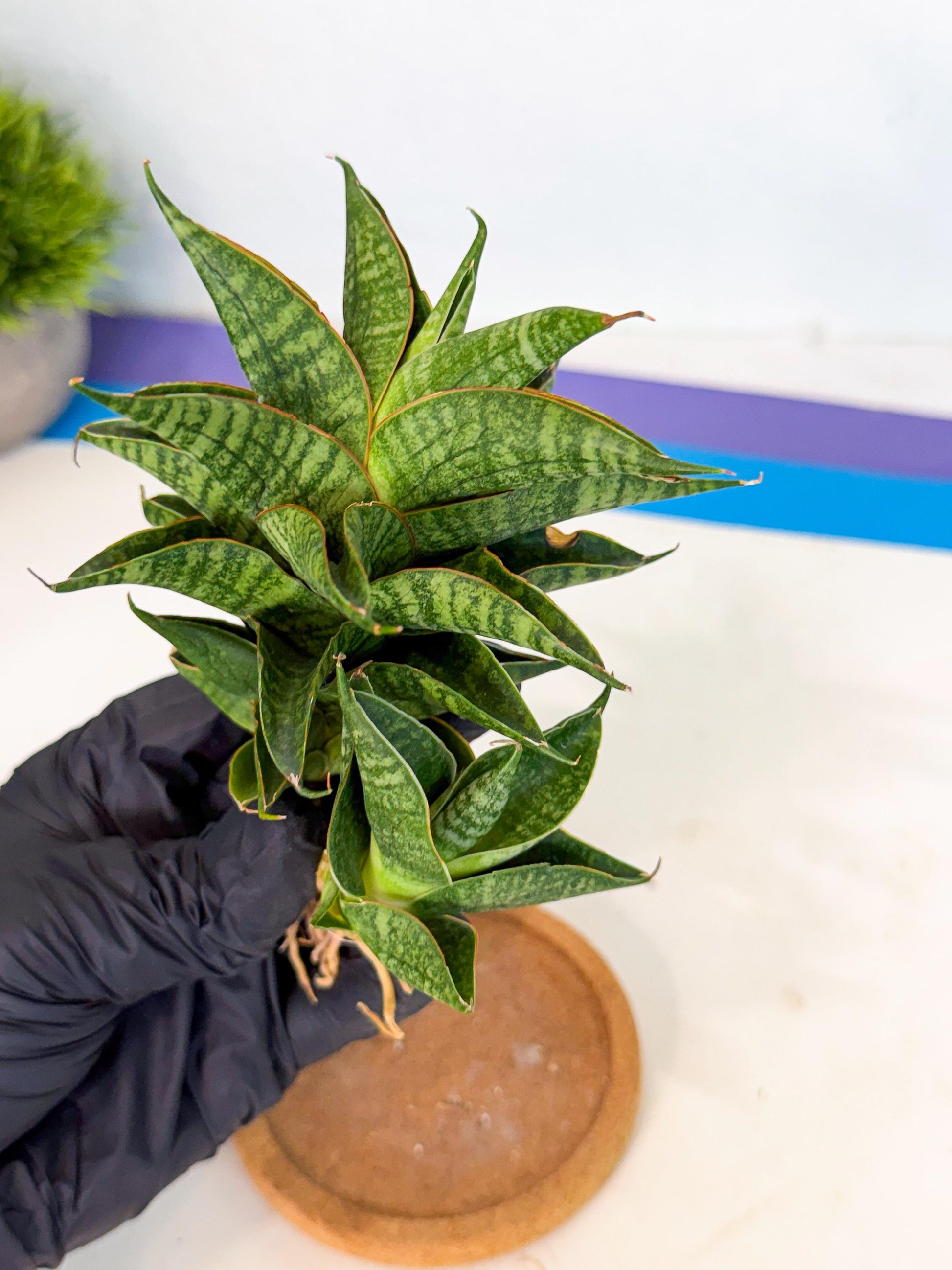 Sansevieria Sindoro (ca1) (14) | Imported House Plants