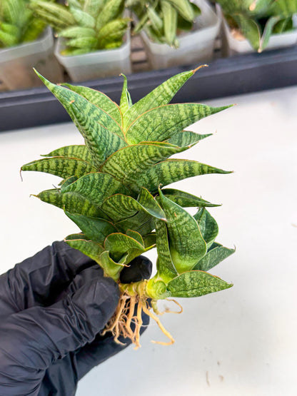 Sansevieria Sindoro (ca1) (14) | Imported House Plants