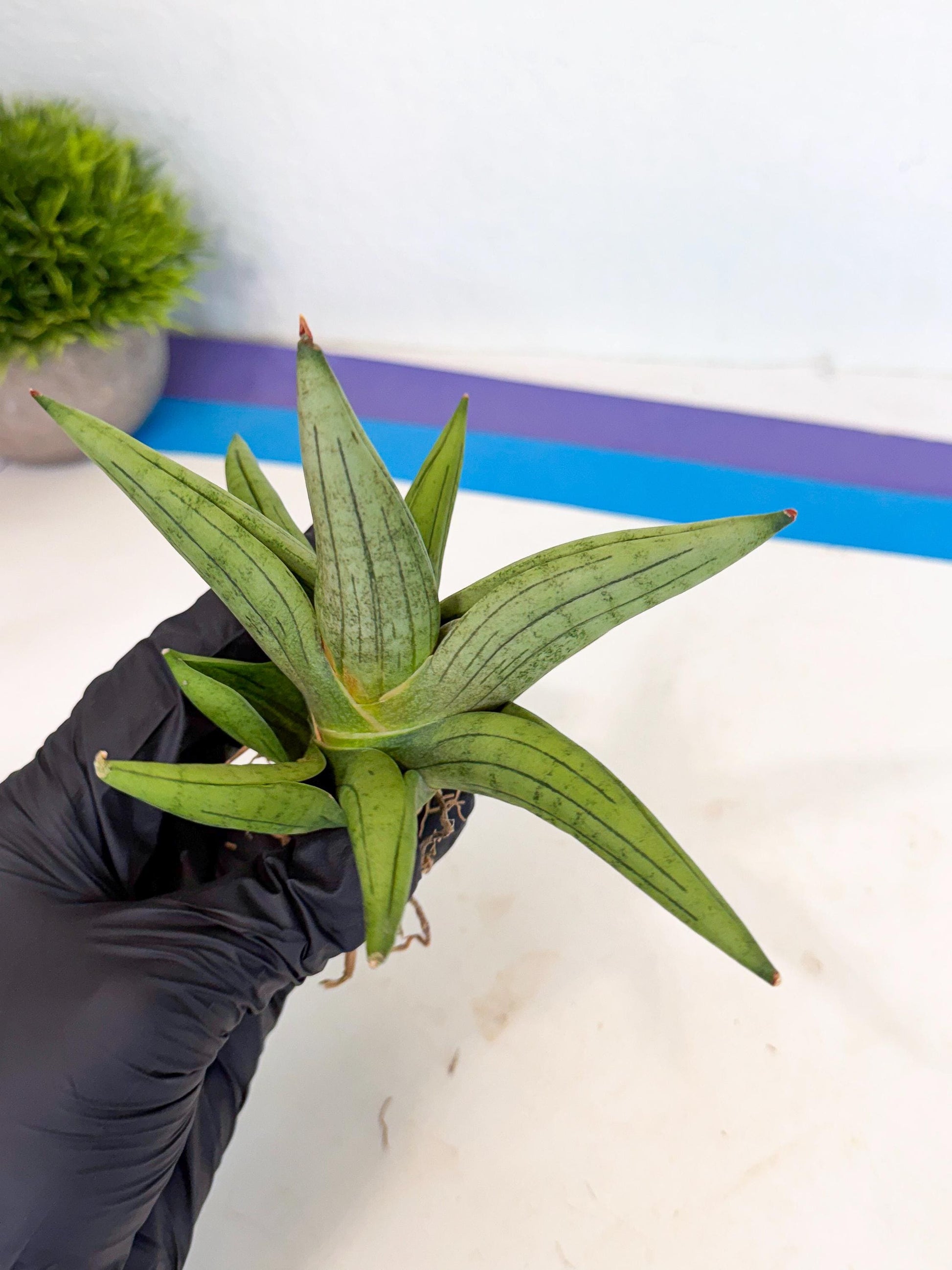 Sansevieria Supper Chubby (ca2) (p) | Rare House Plant