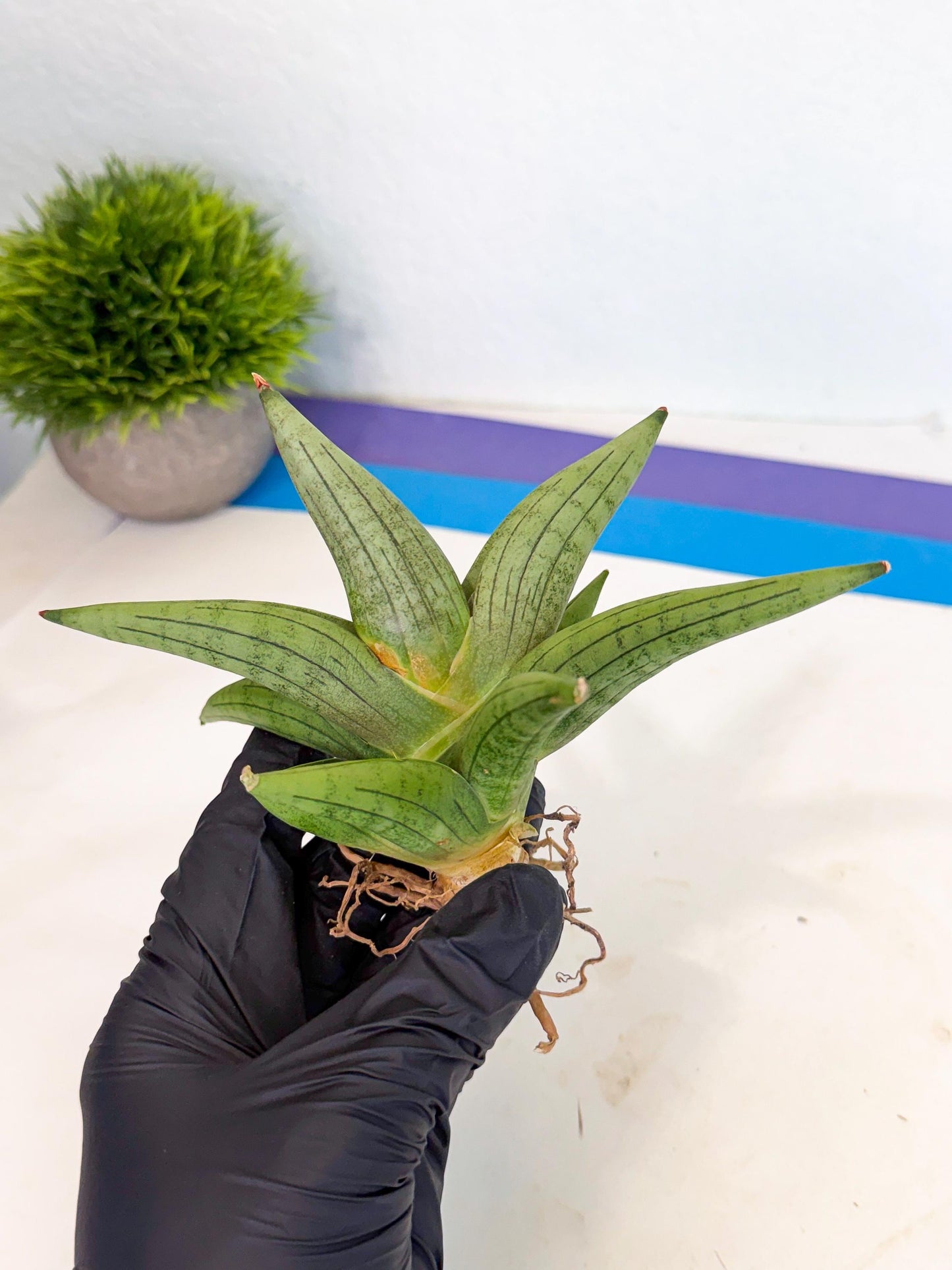 Sansevieria Supper Chubby (ca2) (p) | Rare House Plant