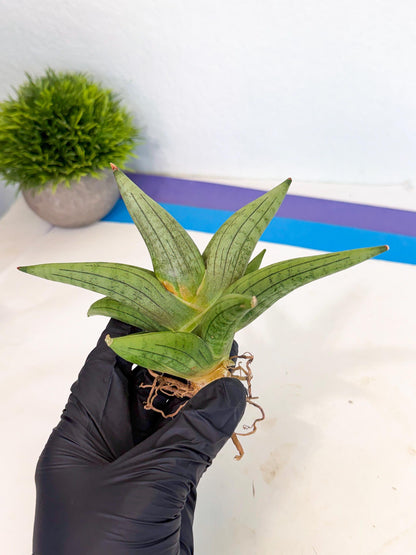 Sansevieria Supper Chubby (ca2) (p) | Rare House Plant