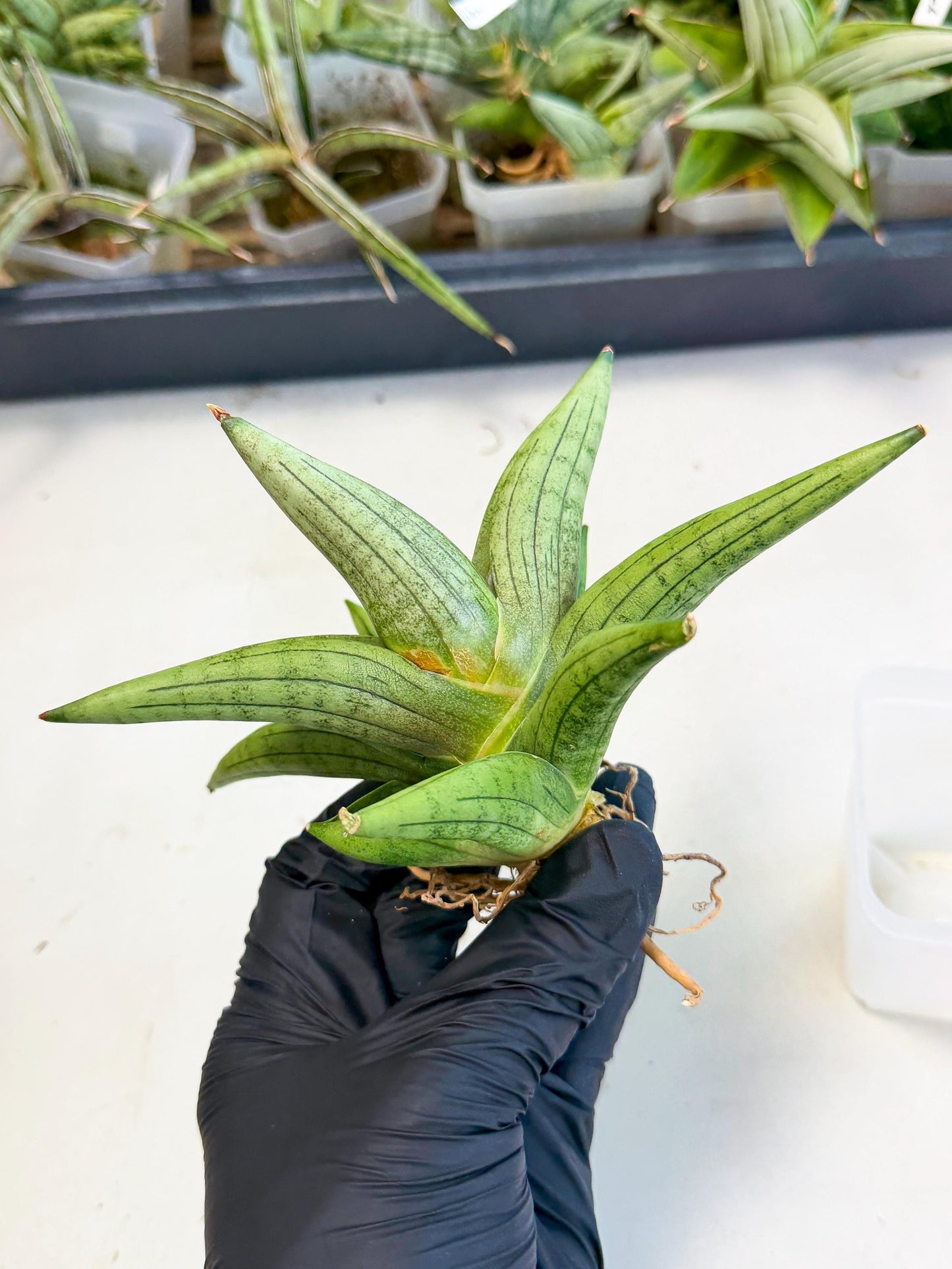 Sansevieria Supper Chubby (ca2) (p) | Rare House Plant