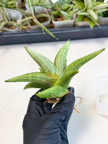 Sansevieria Supper Chubby (ca2) (p) | Rare House Plant