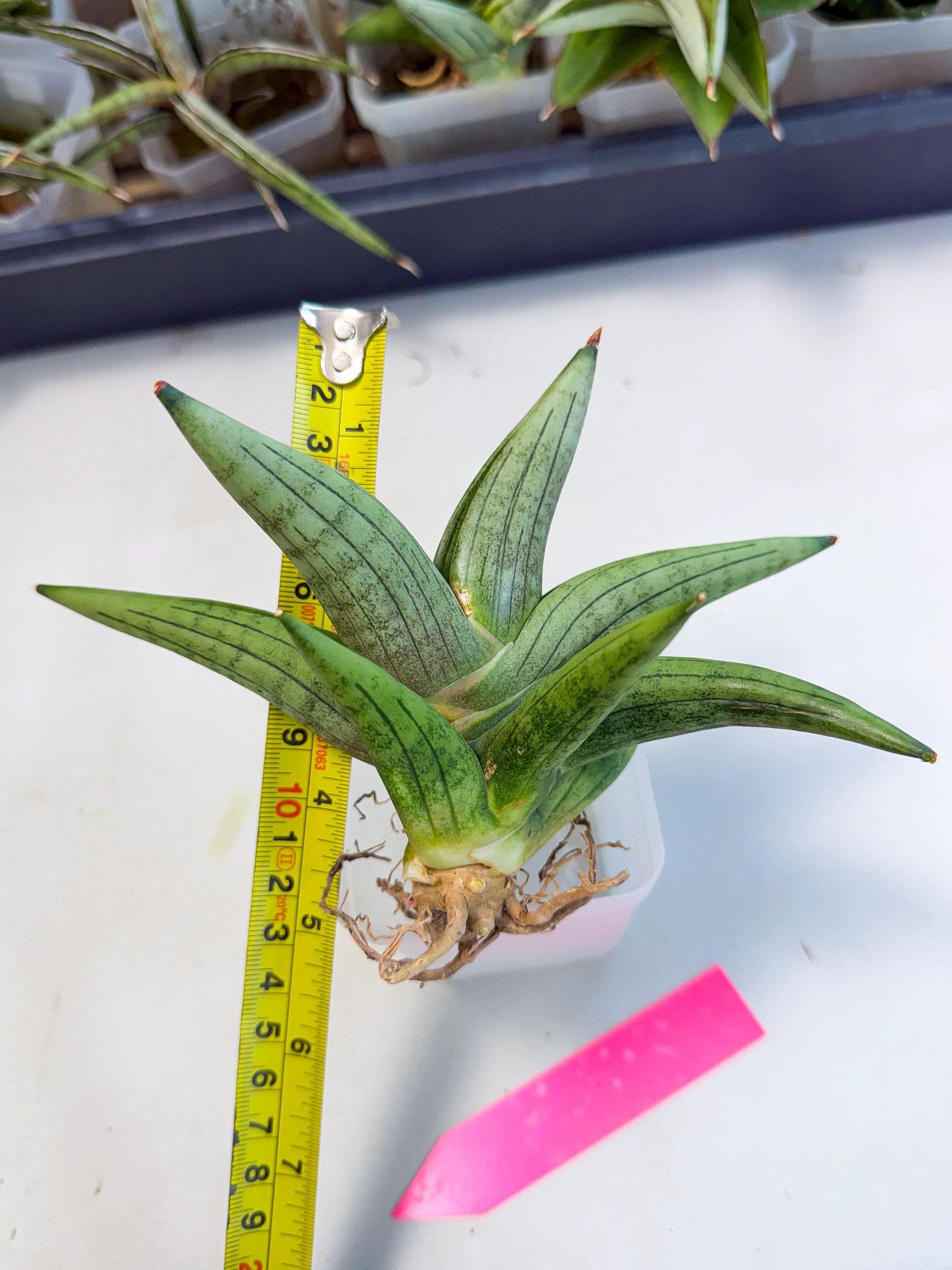 Sansevieria Supper Chubby (ca2) (p) | Rare House Plant