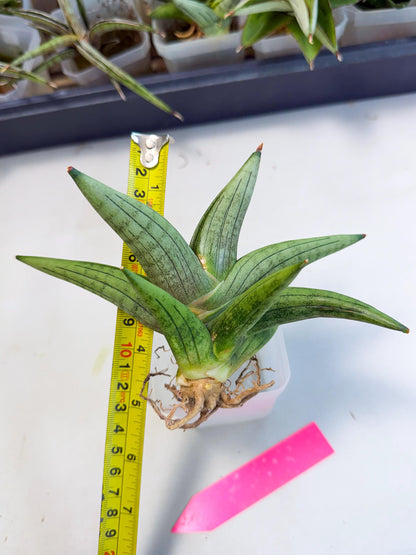 Sansevieria Supper Chubby (ca2) (p) | Rare House Plant