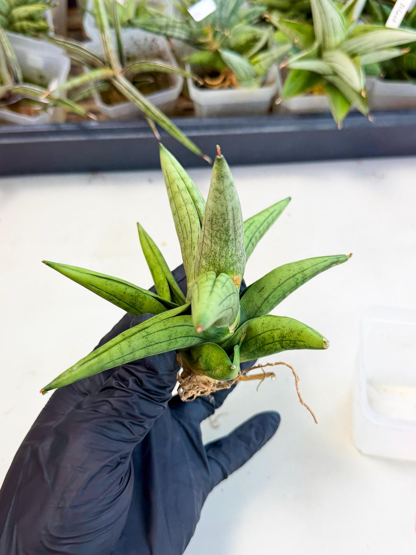 Sansevieria Supper Chubby (ca2) (p) | Rare House Plant