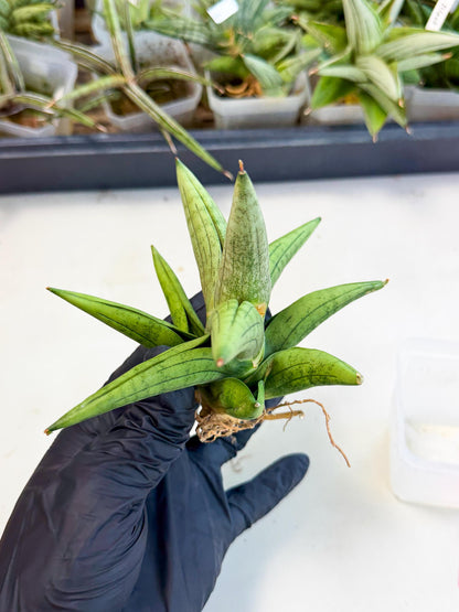 Sansevieria Supper Chubby (ca2) (p) | Rare House Plant