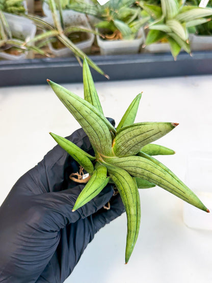Sansevieria Supper Chubby (ca2) (p) | Rare House Plant
