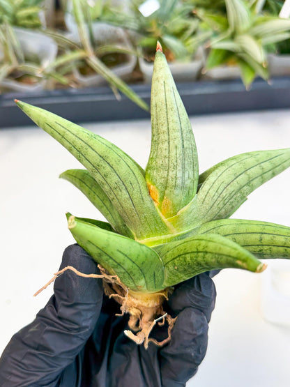 Sansevieria Supper Chubby (ca2) (p) | Rare House Plant