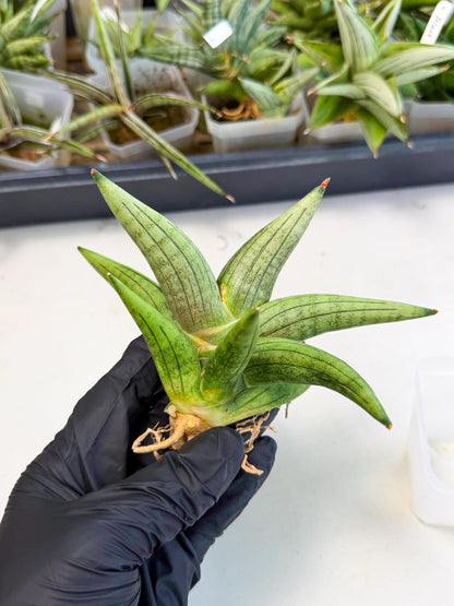 Sansevieria Supper Chubby (ca2) (p) | Rare House Plant