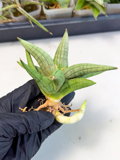Sansevieria Supper Chubby (ca2) (y) | Rare House Plant