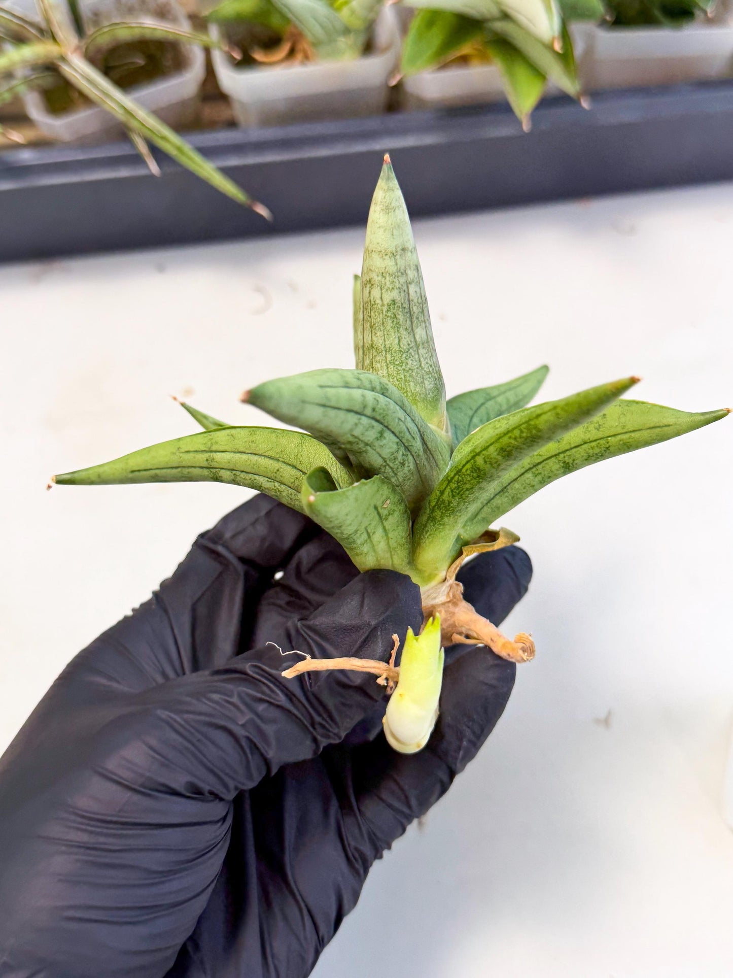 Sansevieria Supper Chubby (ca2) (y) | Rare House Plant