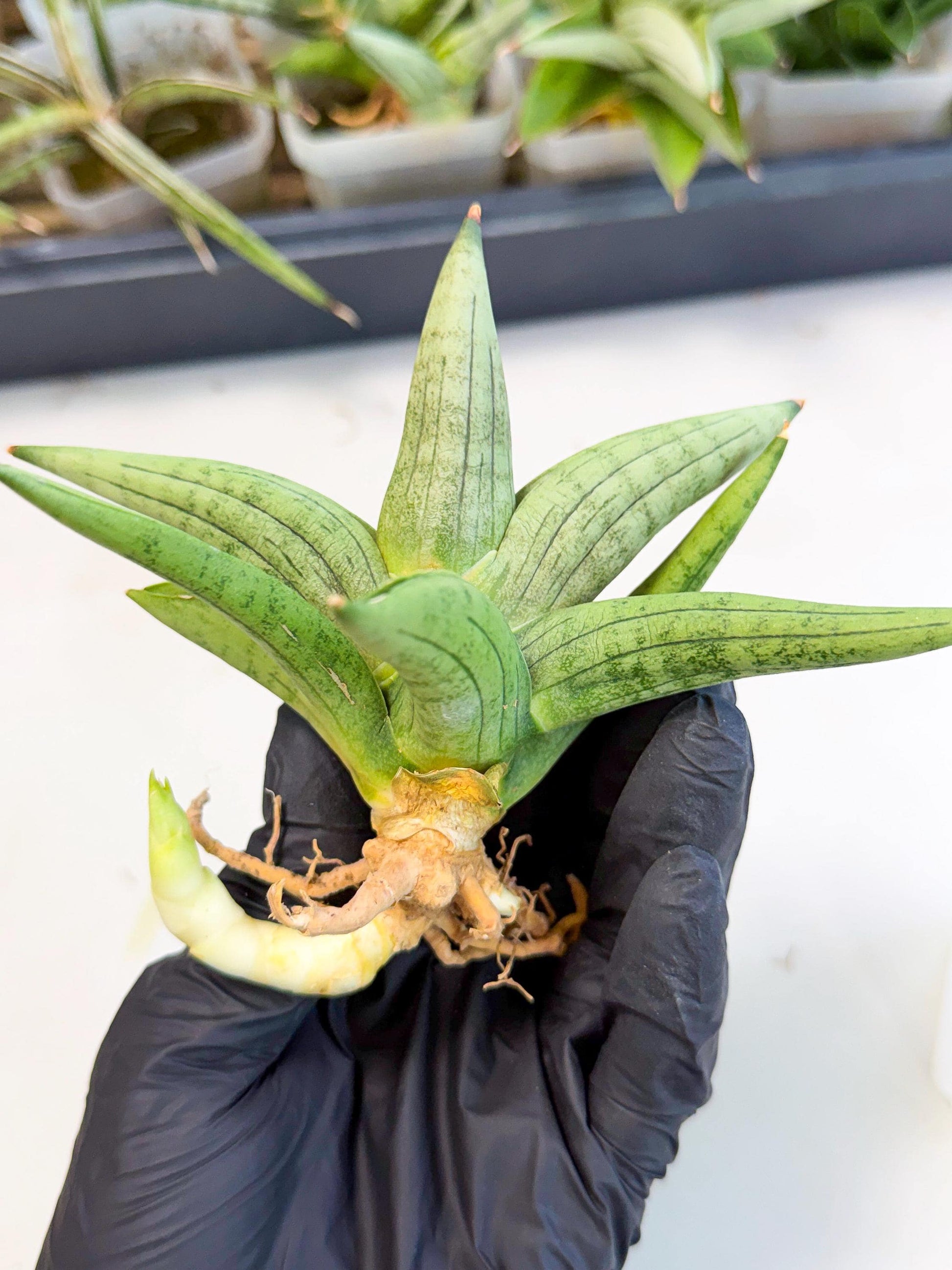 Sansevieria Supper Chubby (ca2) (y) | Rare House Plant