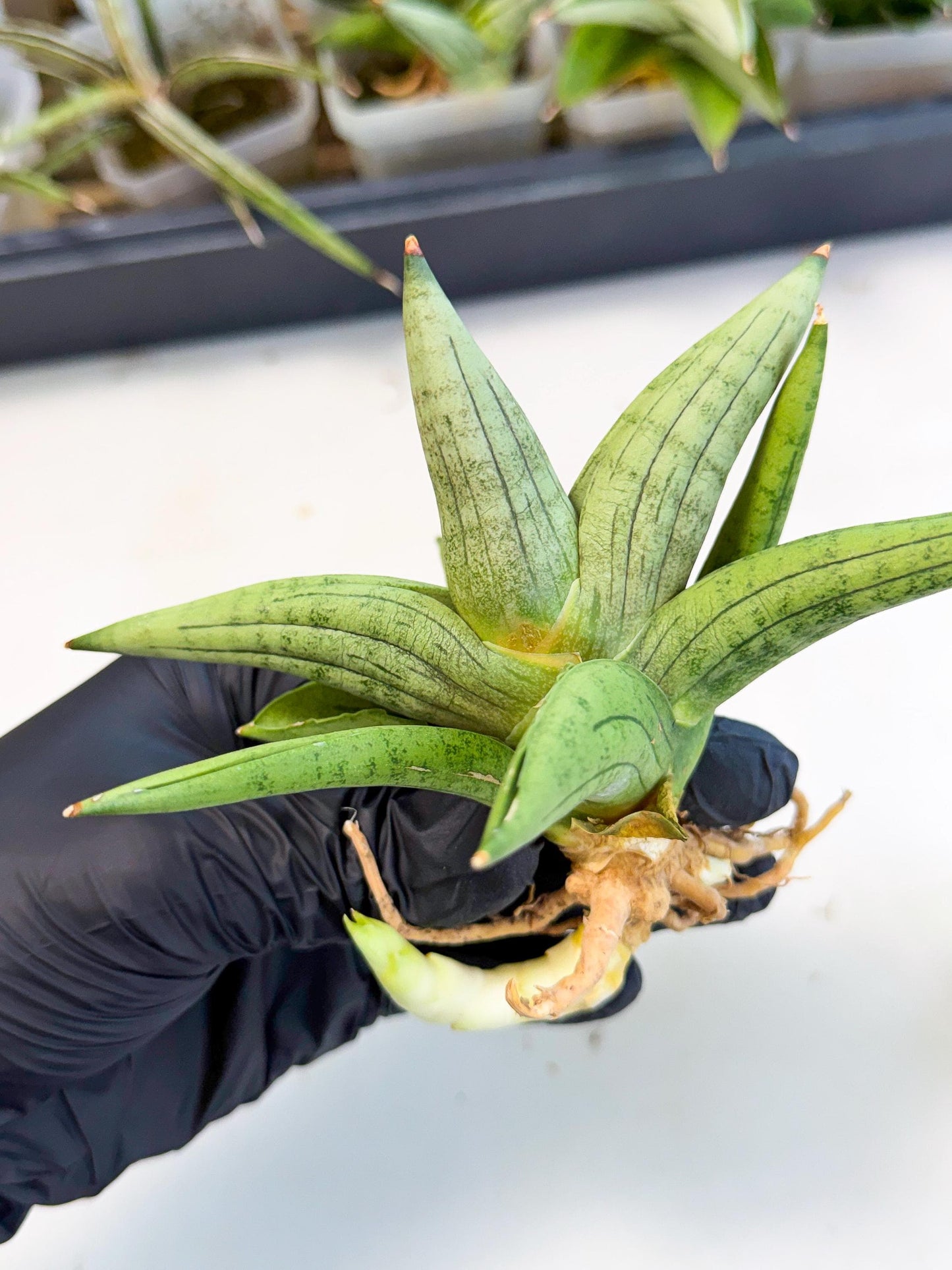 Sansevieria Supper Chubby (ca2) (y) | Rare House Plant