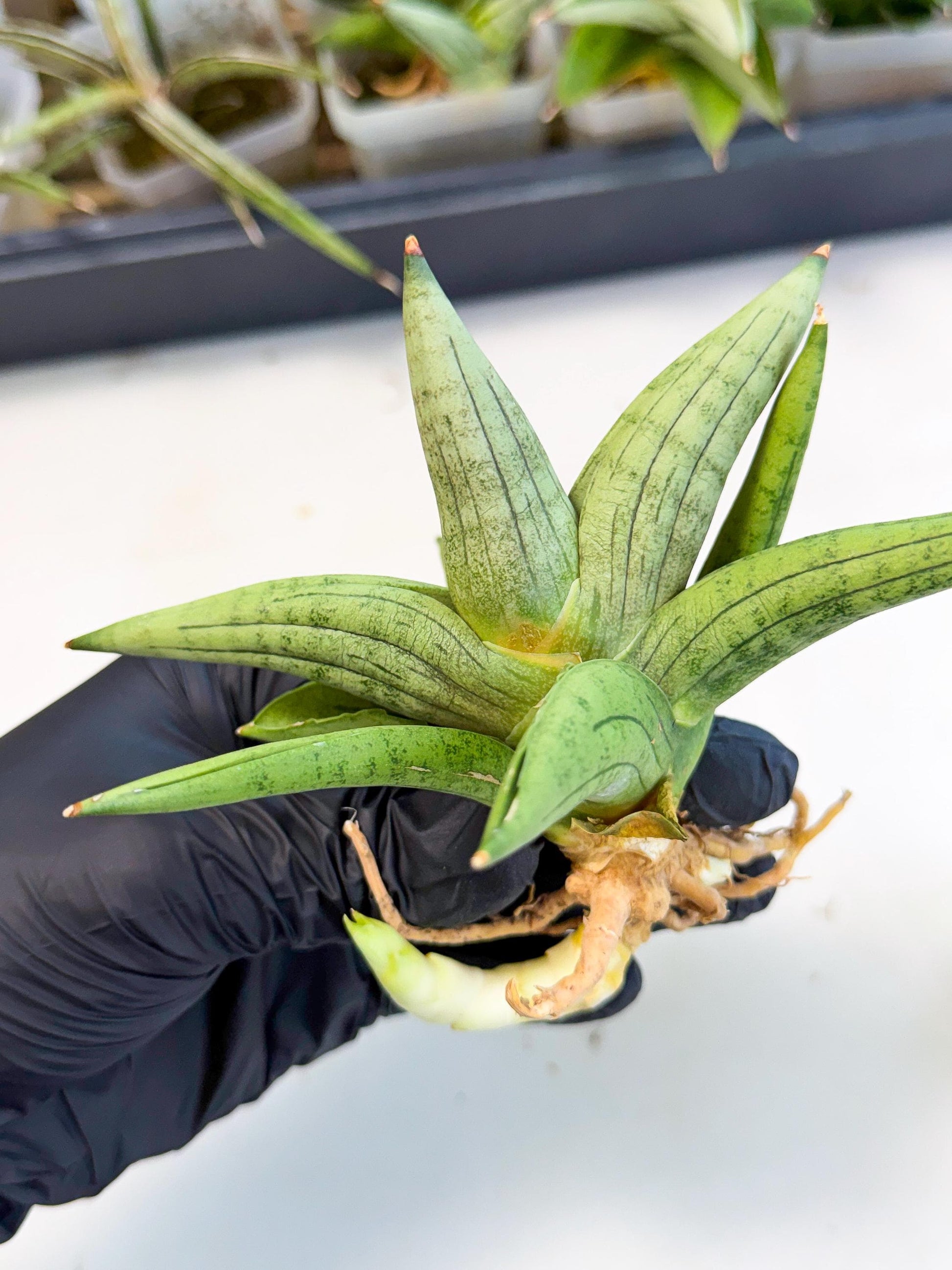 Sansevieria Supper Chubby (ca2) (y) | Rare House Plant