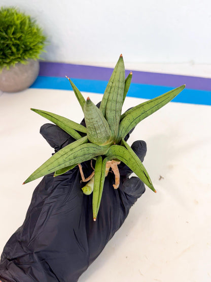 Sansevieria Supper Chubby (ca2) (y) | Rare House Plant