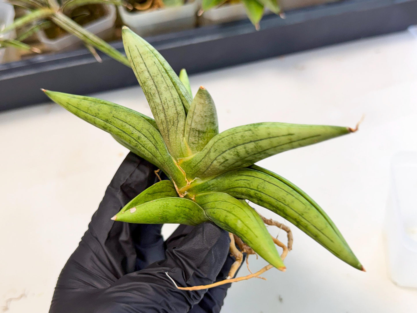 Sansevieria Supper Chubby (ca2) (b) | Rare House Plant